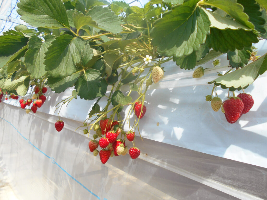 特別養護老人ホーム　ル・リアンふかみの「いちご狩りレクリエーション」の様子。赤く実っているいちご。