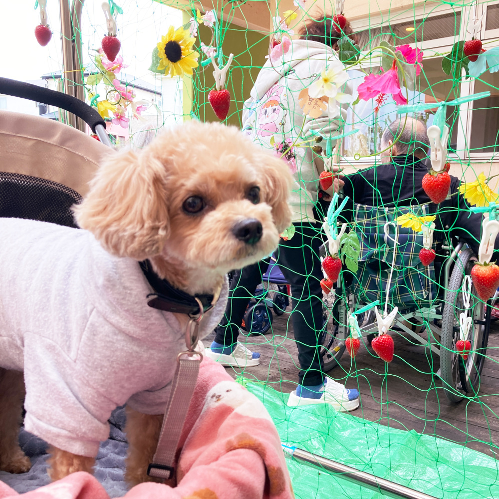 特別養護老人ホーム　ル・リアンふかみの1階ウッドデッキに設置された「いちご畑」を背景にした、マスコット犬の「れん君」の写真です。