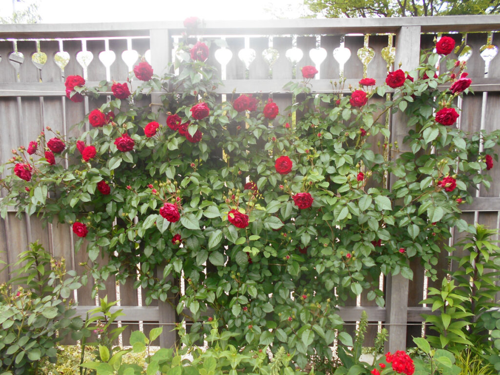 特別養護老人ホーム　ル・リアンふかみの外出レクリエーション。あやせローズガーデンの園内に咲いているバラの写真です。