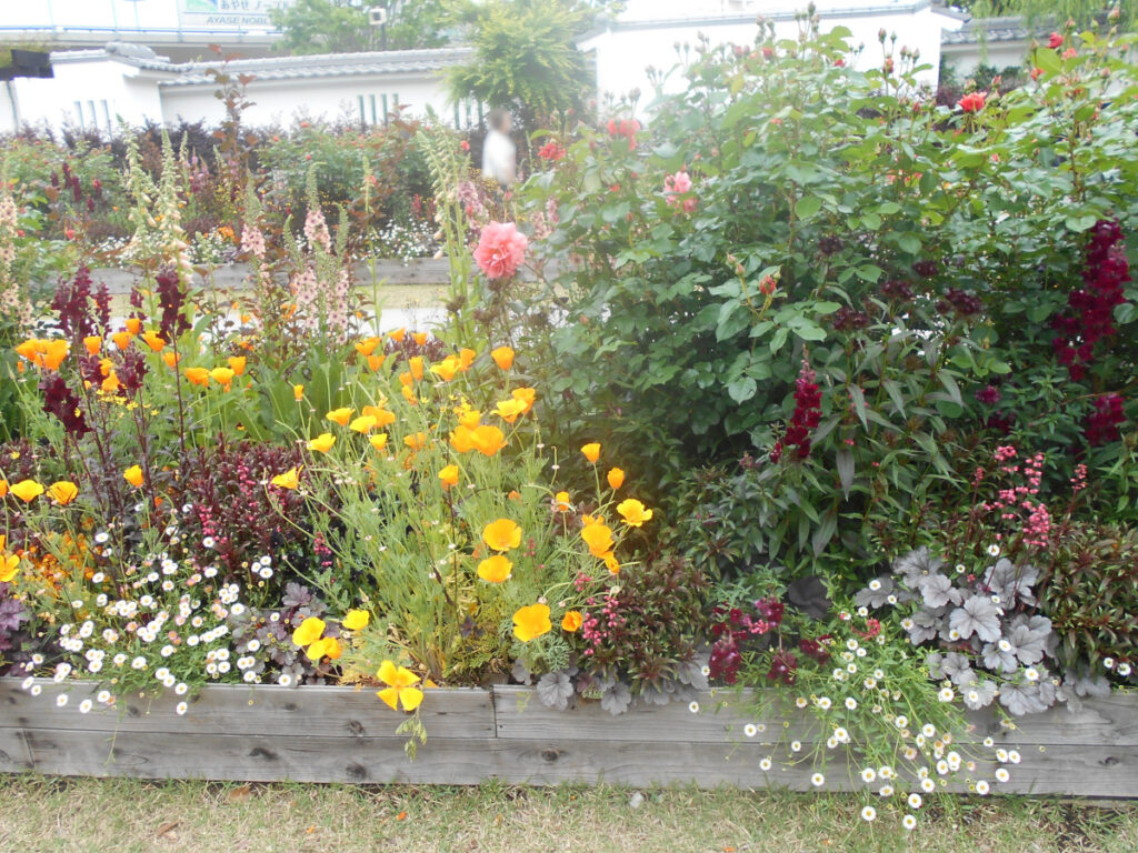 特別養護老人ホーム　ル・リアンふかみの外出レクリエーション。あやせローズガーデンの園内に咲いている、いろいろな種類のお花の写真です。